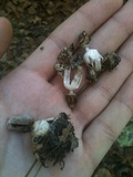 Geastrum quadrifidum image