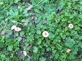 Contumyces rosellus image