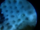 Rigidoporus sanguinolentus image