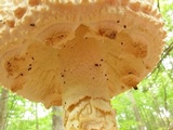Amanita ravenelii image