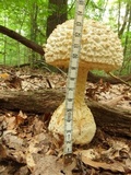 Amanita ravenelii image