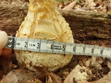 Amanita ravenelii image
