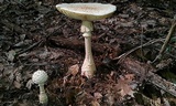 Amanita daucipes image