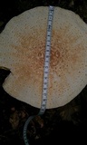 Amanita daucipes image