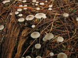 Mycena leptocephala image