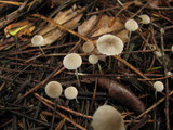 Mycena leptocephala image