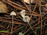 Mycena leptocephala image