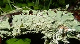Myelochroa galbina image