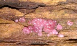 Ascocoryne sarcoides image