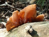 Auricularia angiospermarum image