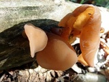 Auricularia angiospermarum image