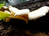 Lentinus tigrinus image
