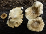 Lentinus tigrinus image