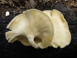 Lentinus tigrinus image