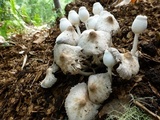 Leucocoprinus cepistipes image
