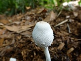 Leucocoprinus cepistipes image