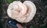 Bondarzewia berkeleyi image
