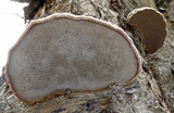 Fomes excavatus image