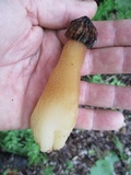 Morchella punctipes image