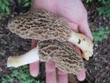 Morchella ulmaria image
