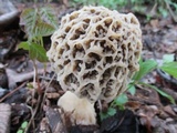 Morchella ulmaria image