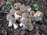 Morchella ulmaria image