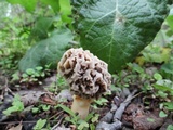 Morchella ulmaria image