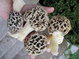 Morchella ulmaria image