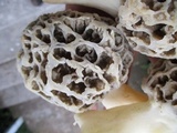 Morchella ulmaria image