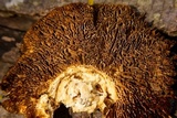 Gloeophyllum sepiarium image