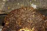 Gloeophyllum sepiarium image