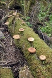 Polyporus ciliatus image