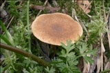 Polyporus ciliatus image