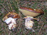 Suillus luteus image