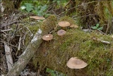 Polyporus ciliatus image