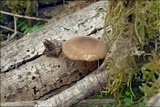 Polyporus ciliatus image