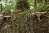 Polyporus ciliatus image