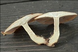 Polyporus ciliatus image