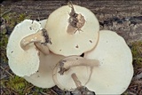 Polyporus ciliatus image