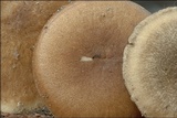 Polyporus ciliatus image
