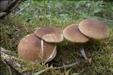 Polyporus ciliatus image
