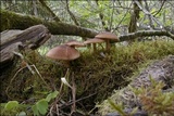 Polyporus ciliatus image