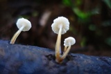 Roridomyces austrororidus image