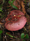Russula xerampelina image