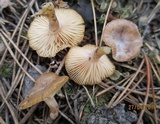 Clitocybe pruinosa image