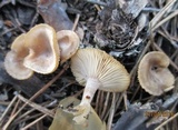 Clitocybe pruinosa image