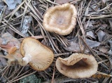 Clitocybe pruinosa image