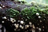 Mutinus boninensis image