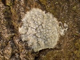 Dirina ceratoniae image