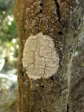 Dirina ceratoniae image